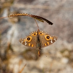 Junonia villida at Larbert, NSW - 12 May 2017