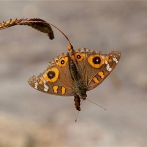 Junonia villida at Larbert, NSW - 12 May 2017