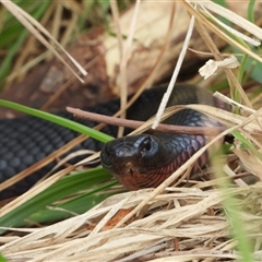 Pseudechis porphyriacus (Red-bellied Black Snake) at Kambah, ACT - 31 Dec 2024 by LineMarie