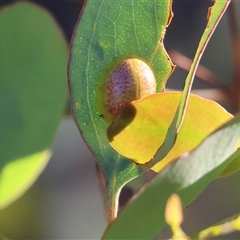 Paropsisterna fastidiosa (Eucalyptus leaf beetle) at Wodonga, VIC - 26 Dec 2024 by KylieWaldon