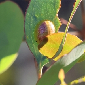 Paropsisterna fastidiosa (Eucalyptus leaf beetle) at Wodonga, VIC by KylieWaldon