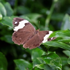 Heteronympha mirifica (Wonder Brown) at Deua River Valley, NSW by AlisonMilton