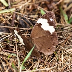 Heteronympha mirifica at Deua River Valley, NSW - 22 Apr 2016 02:15 PM