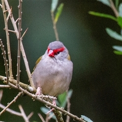 Neochmia temporalis (Red-browed Finch) at Deua River Valley, NSW - 22 Apr 2016 by AlisonMilton