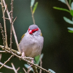 Neochmia temporalis (Red-browed Finch) at Deua River Valley, NSW by AlisonMilton