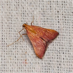 Endotricha pyrosalis (A Pyralid moth (Endotrichinae) at Harrison, ACT - 30 Dec 2024 by DPRees125