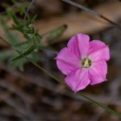 Convolvulus angustissimus subsp. angustissimus (Australian Bindweed) at Chakola, NSW - 7 Nov 2015 by AlisonMilton