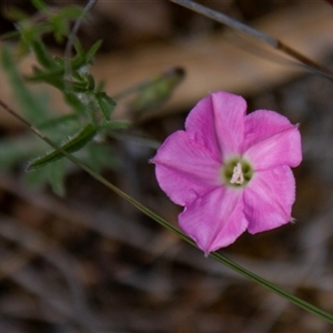 Convolvulus angustissimus subsp. angustissimus (Australian Bindweed) at Chakola, NSW by AlisonMilton