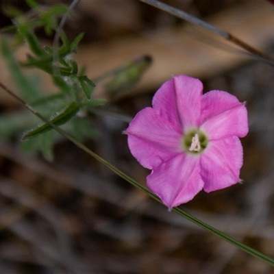 Convolvulus angustissimus subsp. angustissimus (Australian Bindweed) at Chakola, NSW - 7 Nov 2015 by AlisonMilton