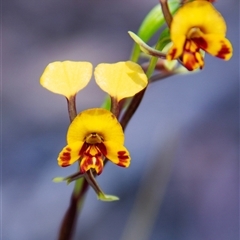 Diuris semilunulata (Late Leopard Orchid) at Chakola, NSW - 7 Nov 2015 by AlisonMilton