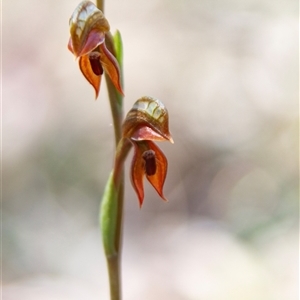 Oligochaetochilus squamatus at Chakola, NSW - 7 Nov 2015