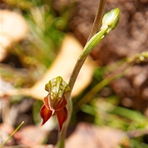 Oligochaetochilus squamatus at Chakola, NSW - 7 Nov 2015