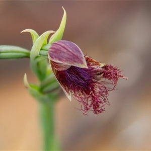 Calochilus platychilus (Purple Beard Orchid) at Chakola, NSW by AlisonMilton