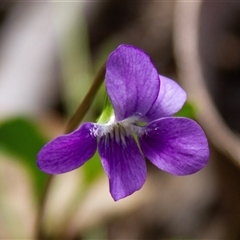 Viola sp. at Chakola, NSW - 7 Nov 2015 by AlisonMilton