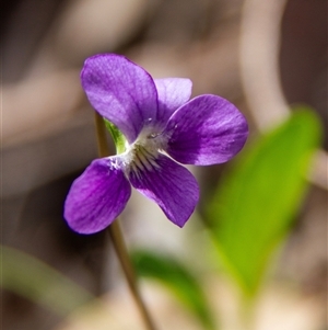 Viola betonicifolia subsp. betonicifolia at Chakola, NSW - 7 Nov 2015