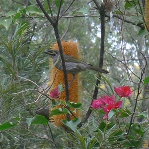 Caligavis chrysops at Shannondale, NSW - 1 Jul 2018 07:37 AM