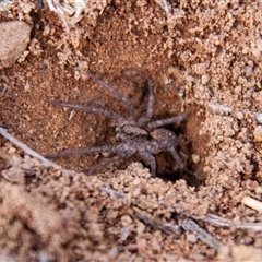 Lycosidae (family) (Unidentified wolf spider) at Chakola, NSW - 6 Nov 2015 by AlisonMilton