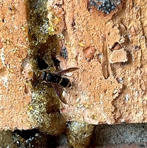 Unidentified Potter wasp (Vespidae, Eumeninae) at Ashtonfield, NSW by GemGem