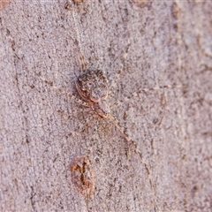 Tamopsis eucalypti at Chakola, NSW - 7 Nov 2015 by AlisonMilton