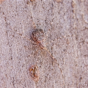 Tamopsis sp. (genus) at Chakola, NSW - 7 Nov 2015