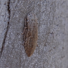 Ledromorpha planirostris (A leafhopper) at Chakola, NSW - 7 Nov 2015 by AlisonMilton