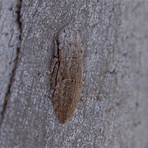 Ledromorpha planirostris (A leafhopper) at Chakola, NSW by AlisonMilton