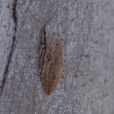 Ledromorpha planirostris (A leafhopper) at Chakola, NSW - 7 Nov 2015 by AlisonMilton