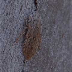 Ledromorpha planirostris at Chakola, NSW - 7 Nov 2015 11:54 AM