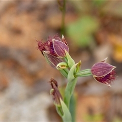 Calochilus platychilus (Purple Beard Orchid) at Chakola, NSW - 7 Nov 2015 by AlisonMilton