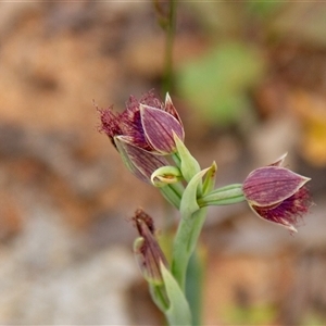 Calochilus platychilus (Purple Beard Orchid) at Chakola, NSW by AlisonMilton