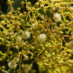 Acacia falciformis at Chakola, NSW - 7 Nov 2015 by AlisonMilton