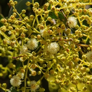 Acacia falciformis at Chakola, NSW by AlisonMilton