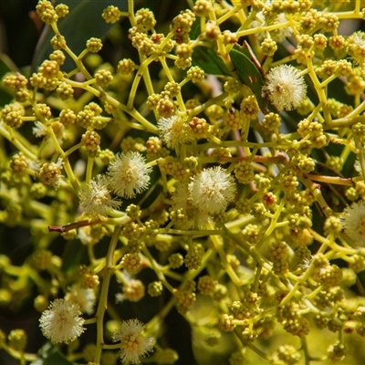 Acacia falciformis at Chakola, NSW - 7 Nov 2015 by AlisonMilton