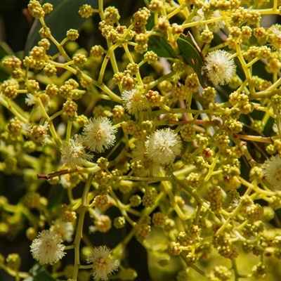 Acacia sp. at Chakola, NSW - 7 Nov 2015 by AlisonMilton