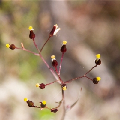 Senecio (genus) (A Fireweed) at Chakola, NSW - 7 Nov 2015 by AlisonMilton