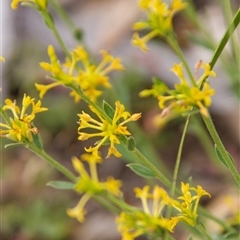 Pimelea sp. at Chakola, NSW - 7 Nov 2015 by AlisonMilton