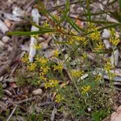 Pimelea curviflora var. sericea at Chakola, NSW - 7 Nov 2015