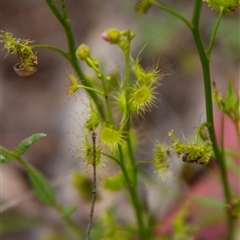 Drosera sp. at Chakola, NSW - 7 Nov 2015 by AlisonMilton