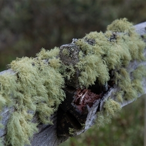 Usnea sp. (genus) (Bearded lichen) at Guthega, NSW by AlisonMilton