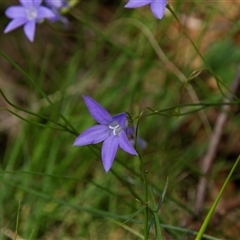 Wahlenbergia sp. at Chakola, NSW - 7 Nov 2015 by AlisonMilton