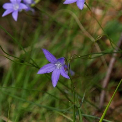 Wahlenbergia sp. at Chakola, NSW - 7 Nov 2015 by AlisonMilton