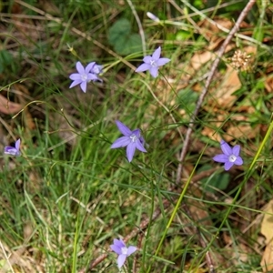 Wahlenbergia sp. at Chakola, NSW - 7 Nov 2015 11:43 AM