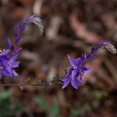 Veronica sp. at Chakola, NSW - 7 Nov 2015 by AlisonMilton