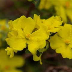 Hibbertia obtusifolia (Grey Guinea-flower) at Chakola, NSW - 7 Nov 2015 by AlisonMilton