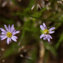 Vittadinia sp. (Fuzzweed) at Chakola, NSW - 7 Nov 2015 by AlisonMilton