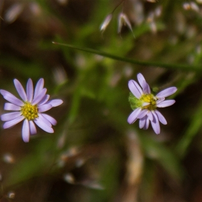 Vittadinia sp. (Fuzzweed) at Chakola, NSW - 7 Nov 2015 by AlisonMilton