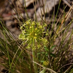 Unidentified Rush, Sedge or Mat Rush at Chakola, NSW - 6 Nov 2015 by AlisonMilton