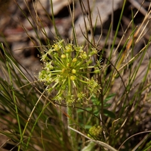 Hydrocotyle laxiflora (Stinking Pennywort) at Chakola, NSW by AlisonMilton