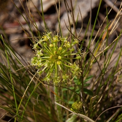 Unidentified Rush, Sedge or Mat Rush at Chakola, NSW - 6 Nov 2015 by AlisonMilton