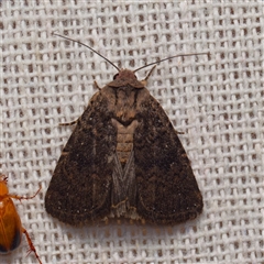 Proteuxoa provisional species 2 (A Noctuid moth) at Harrison, ACT - 30 Dec 2024 by DPRees125